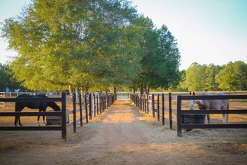 Horse Boarding and Rehab Care
