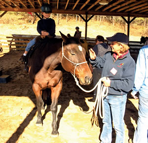 Horse Training Schedule