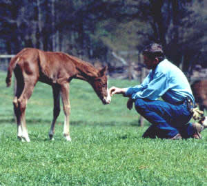 Colt starting by nationally know horse trainer and clinicial Ed Dabney. Ed Dabney Gentle Horsemanship.