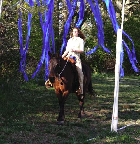 Plastic hanging streamers develop horse confidence to calmly pass through hanging obstacles. Develops trust in rider leader.