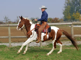 Ed Dabney Expert Horse Witness