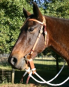 O. Complete Bridle