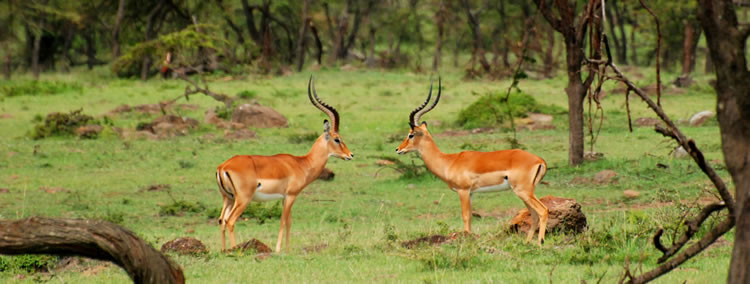 Nine-day horseback adventure in the Masai Mara wilderness area