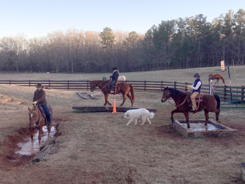 Horse Boarding and Rehab Care